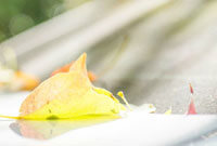 以某个赛季 以某个赛季